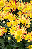 Chrysanthemum indicum 'Robin'