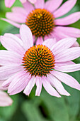 Echinacea purpurea