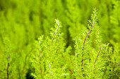 Erica arborea