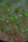 Garden cress