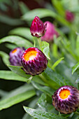 Helichrysum 'Xagros Purple'