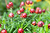 Helichrysum 'Xagros Red'