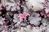 Heuchera 'Dark Mystery'