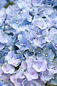 Hydrangea macrophylla, blau