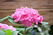 Hydrangea macrophylla Rot