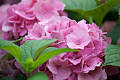 Hydrangea macrophylla red