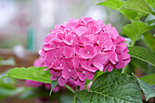 Hydrangea macrophylla, rosa