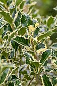 Ilex aquifolium 'Argentea Marginata'
