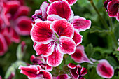 Pelargonium grandiflorum 'Aristo® Red Beauty'