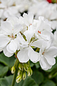 Pelargonium zonale 'PAC® Blanca'