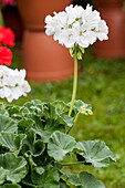 Pelargonium zonale 'PAC® Blanca'