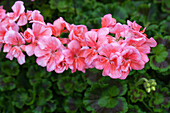 Pelargonium zonale 'PAC® Calais