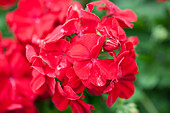 Pelargonium 'Calliope Dark Red'