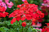 Pelargonium peltatum 'Happy Face Orange'