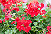 Pelargonium peltatum Happy Face Red