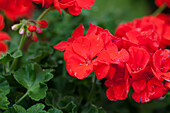 Pelargonium Hidemi