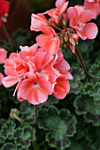 Pelargonium zonale 'PAC® Darkline Lorena'