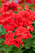 Pelargonium Polly