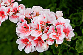 Pelargonium zonale Salmon Queen