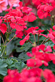 Pelargonium 'Summer Pearls Cherry'