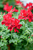 Pelargonium grandiflorum 'PAC® TWOinONE® Red'