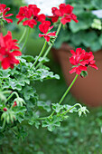 Pelargonium 'TWOinONE Red'