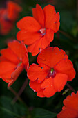 Petunia 'Sunpatiens Compact electric orange'