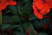 Petunia Sunpatiens compact orange