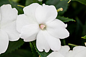 Impatiens New Guinea 'SunPatiens® Compact White