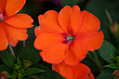 Petunia Vigorous orange