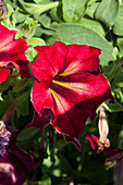 Petunia Crazytunia Crazytunia Mandeville