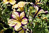 Petunia 'Crazytunia Star Jubilee'