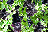 Petunia 'Black Ray