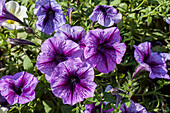 Petunia 'Purple vein Ray'