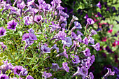 Petunia 'Littletunia Breezy Pink'