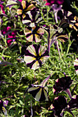 Petunia 'Littletunia Bicolor black'