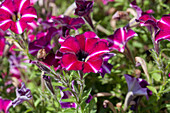 Petunia 'Littletunia Bicolor Illusion