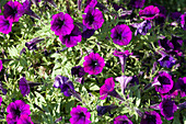 Petunia Littletunia Purple Blue