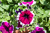 Petunia 'Purple Picotee'