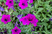 Petunia Tiny Pleasure 'Purple'