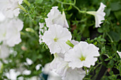 Petunia 'Succsess White' F1