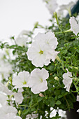 Petunia 'Succsess White' F1