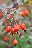 Rosa glauca