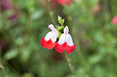 Salvia microphylla 'Hot Lips'