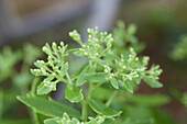 Sedum 'Thundercloud