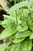 Stachys monnieri 'Hummelo