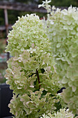 Hydrangea paniculata 'Limelight'(s)