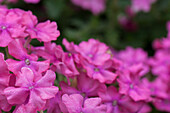 Verbena Hybrid 'Vanessa Deep Pink' plant