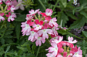 Verbena Vanessa Koi