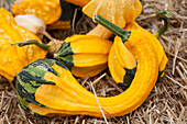 Cucurbita pepo subsp. pepo convar. microcarpina 'Autumn Wings'